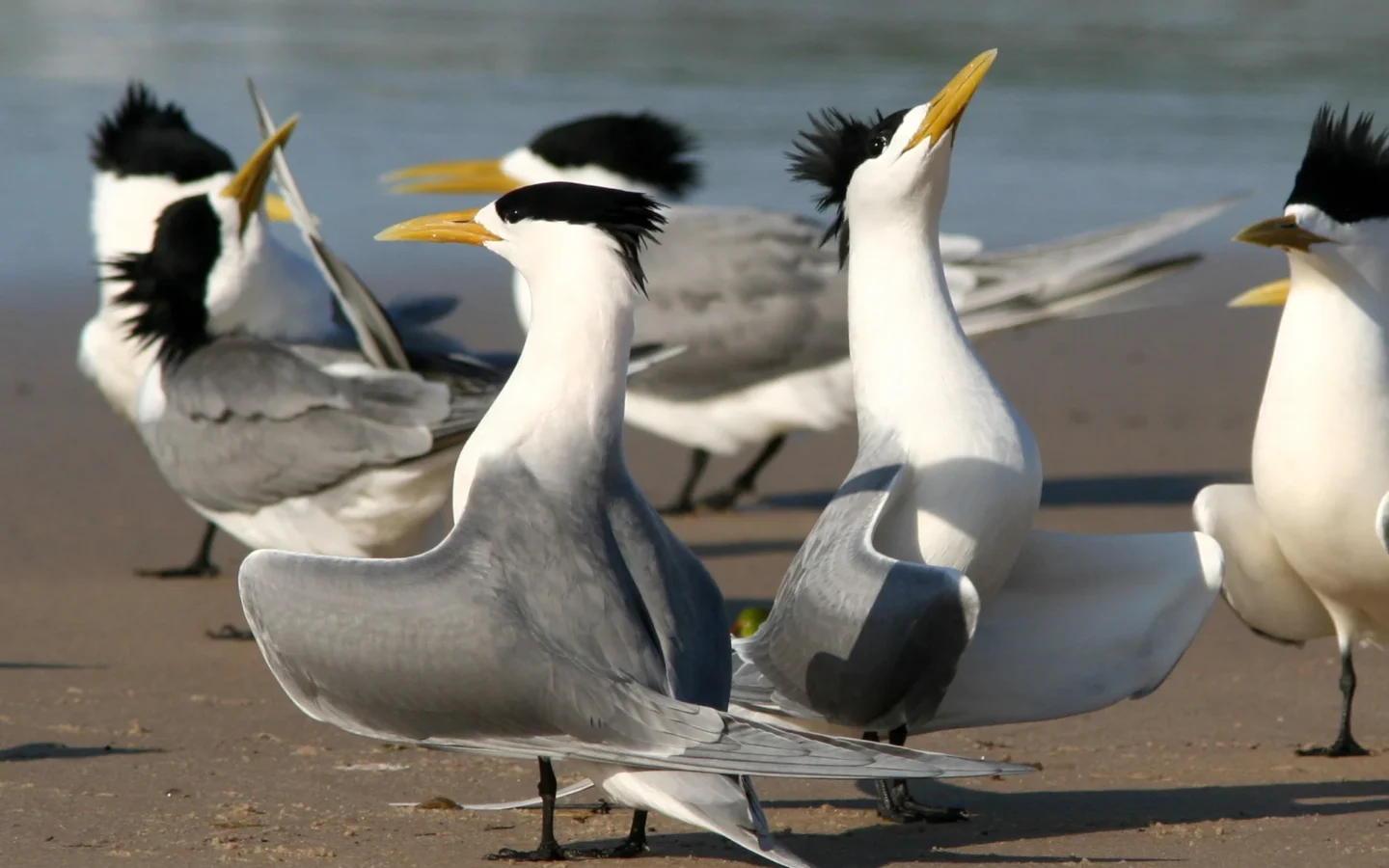 Crested Tern showing key identification features