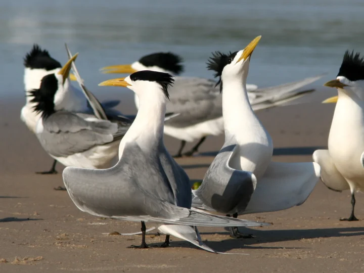 Crested Tern showing key identification features