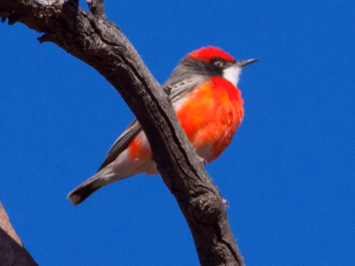 Crimson Chat in Australia showing key identification features