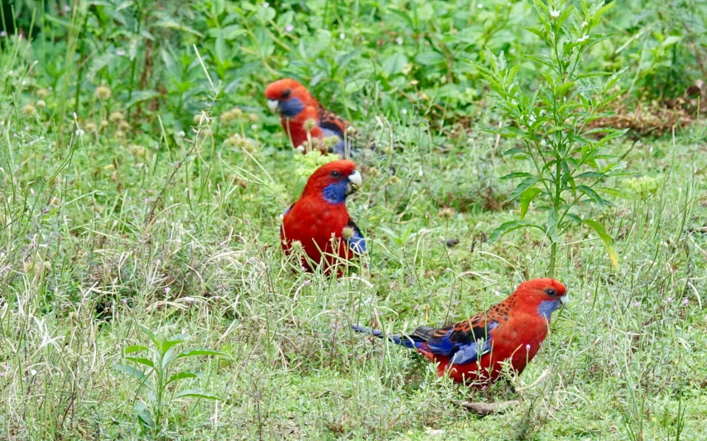 Crimson Rosella with bright red plumage, blue cheeks and blue wings