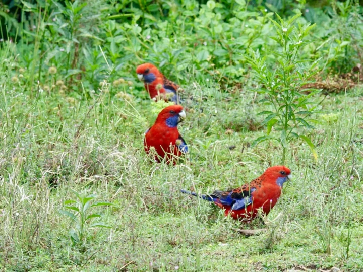 Crimson Rosella with bright red plumage, blue cheeks and blue wings