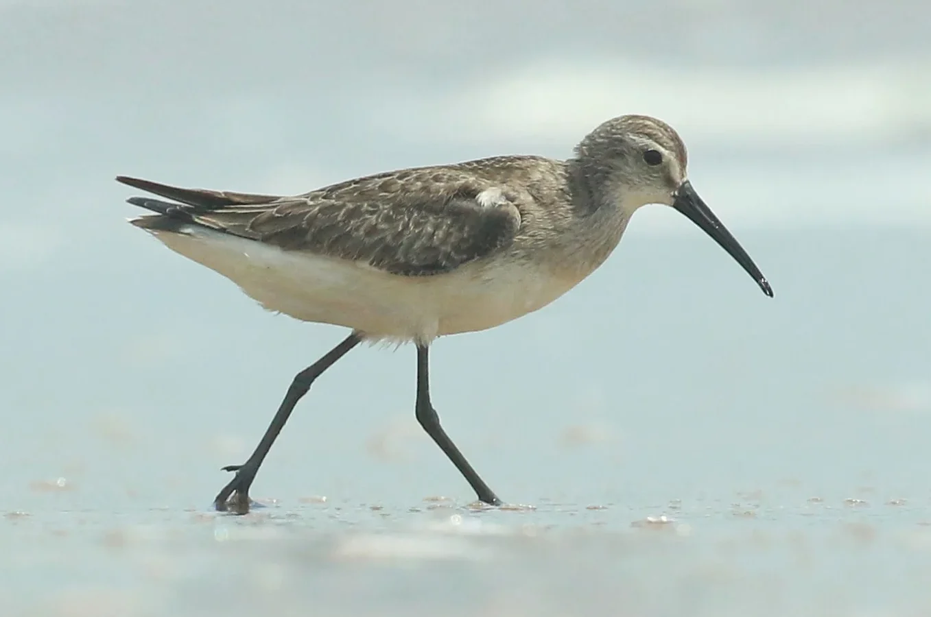 Curlew Sandpiper showing key identification features