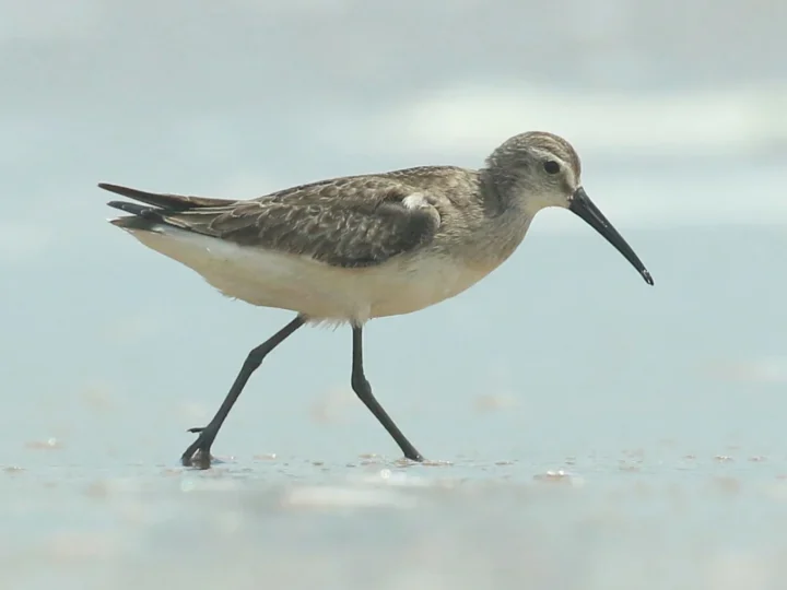 Curlew Sandpiper showing key identification features