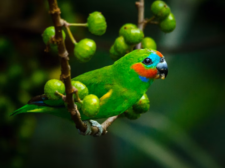 Double-eyed Fig-Parrot in Australia showing key identification features