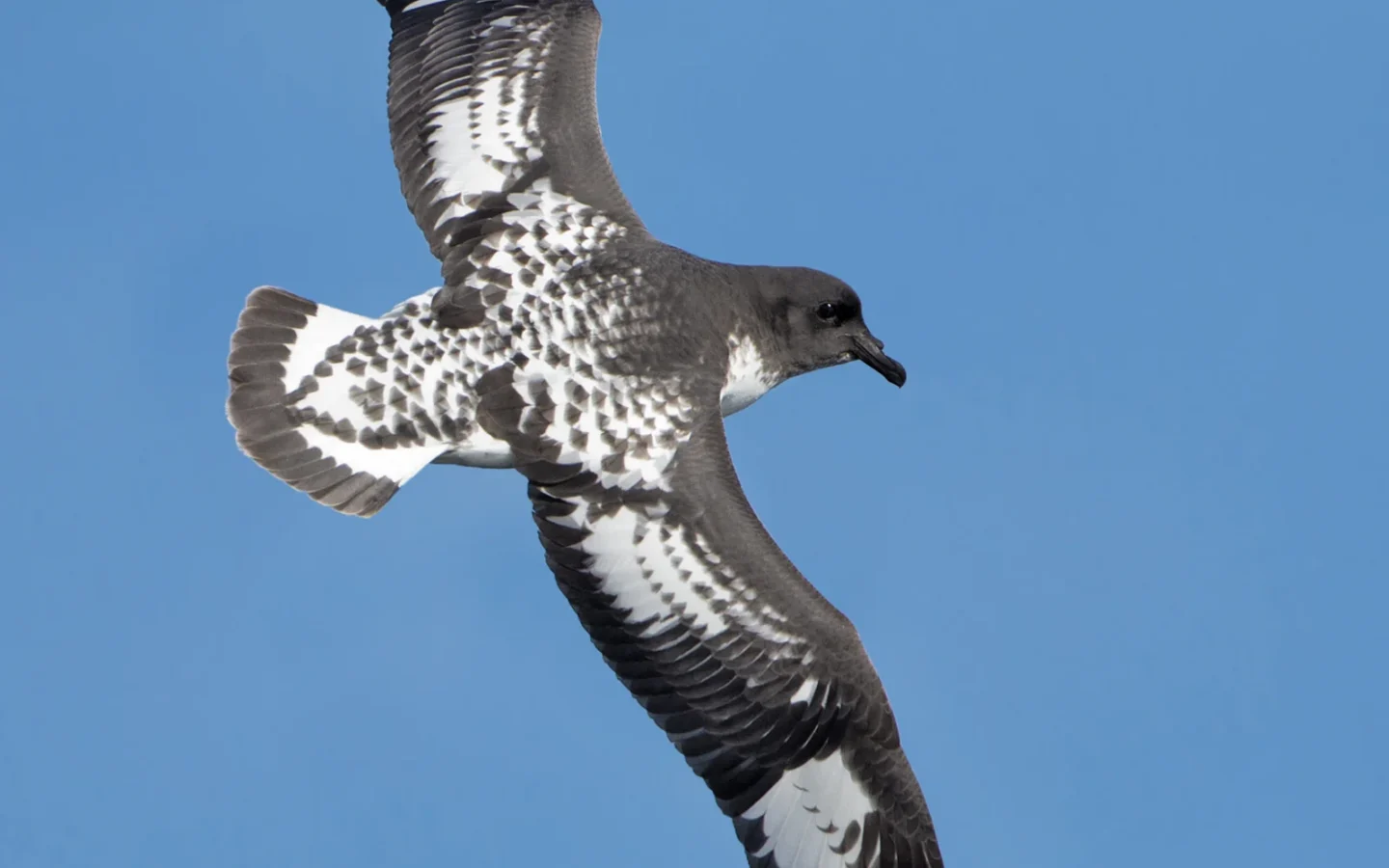 Cape Petrel showing key identification features