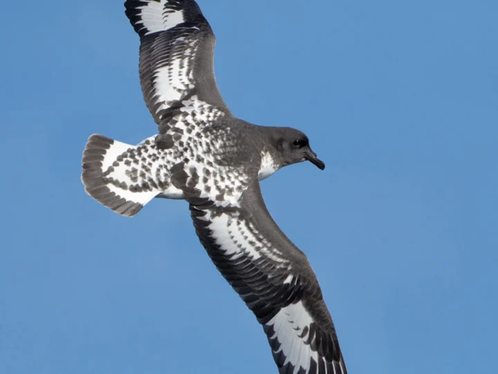 Cape Petrel showing key identification features