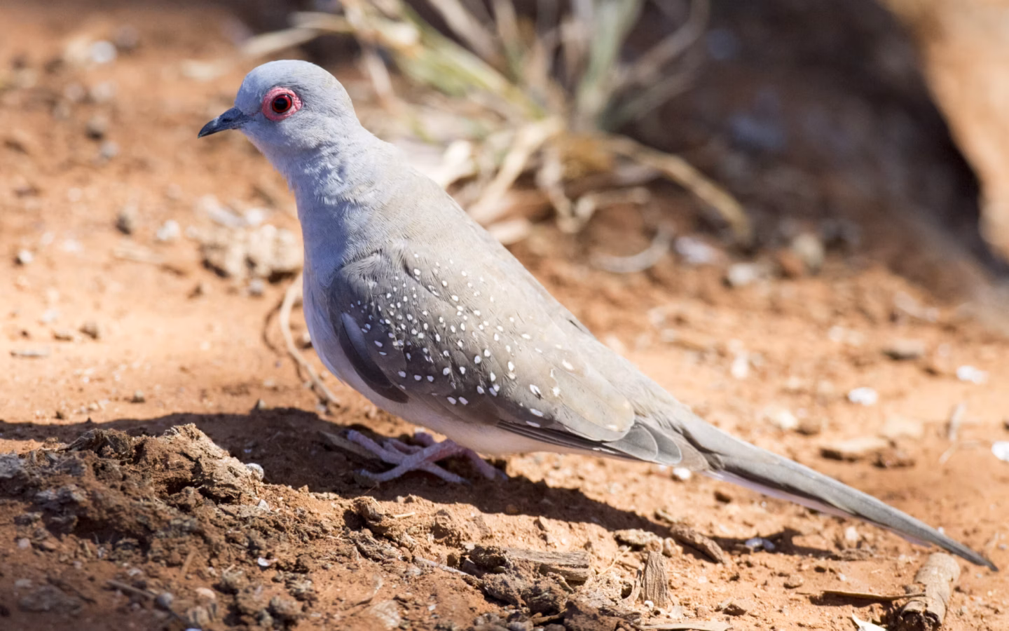 Diamond Dove in Australia showing key identification features