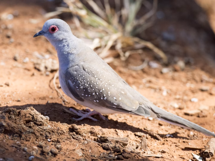 Diamond Dove in Australia showing key identification features