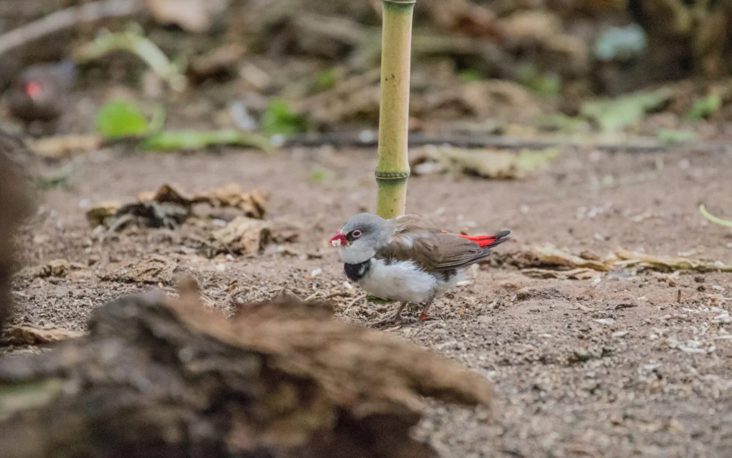 Diamond Firetail in Australia