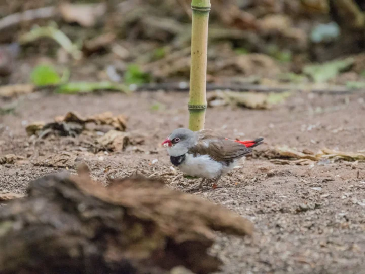 Diamond Firetail in Australia