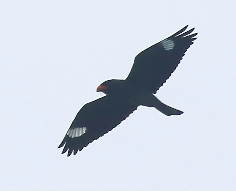 Dollarbird in Australia showing key identifying features