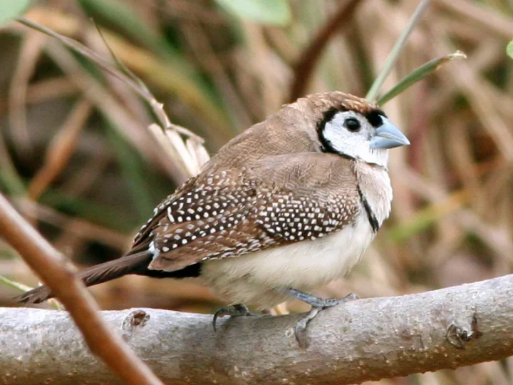 Double-barred Finch in Australia