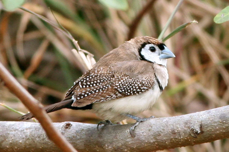 Double-barred Finch in Australia