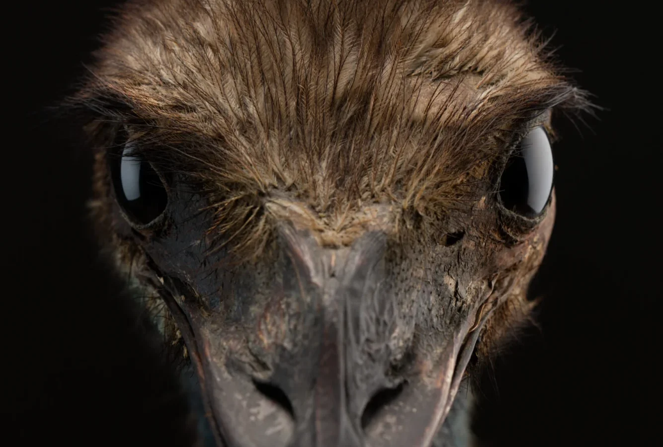 Emu showing key identification features