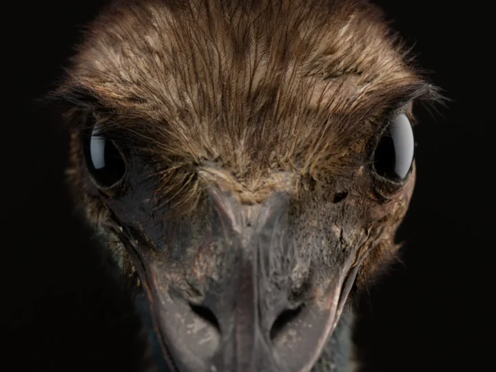 Emu showing key identification features