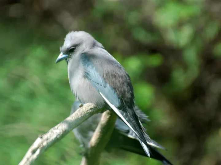 Dusky Woodswallow in Australia showing key identifying features