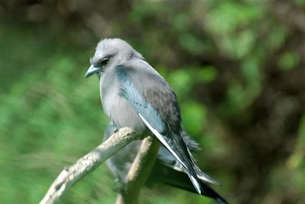 Dusky Woodswallow in Australia showing key identifying features