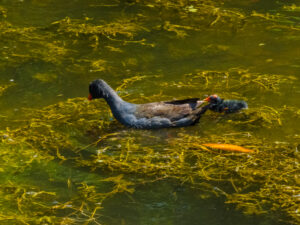 Dusky Moorhen with dark grey body, red-and-yellow bill and red frontal shield