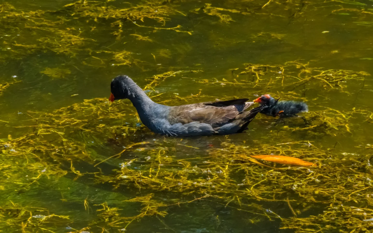Dusky Moorhen with dark grey body, red-and-yellow bill and red frontal shield