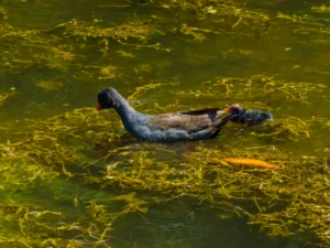 Dusky Moorhen with dark grey body, red-and-yellow bill and red frontal shield