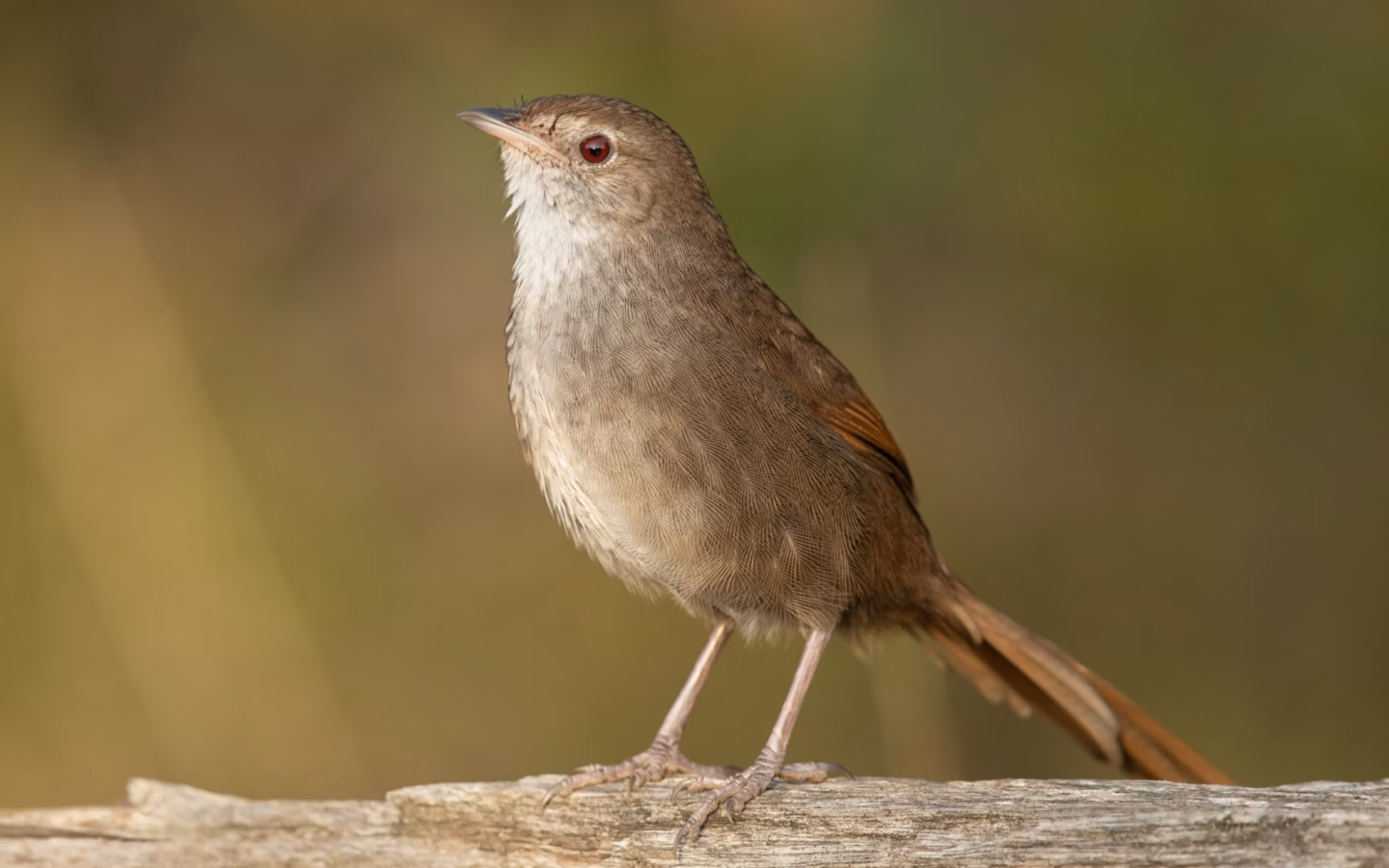 Eastern Bristlebird in Australia showing key identification features