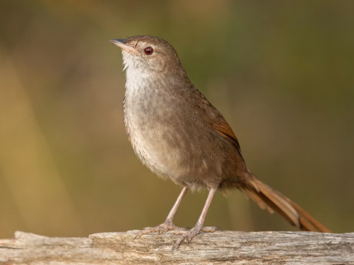 Eastern Bristlebird in Australia showing key identification features