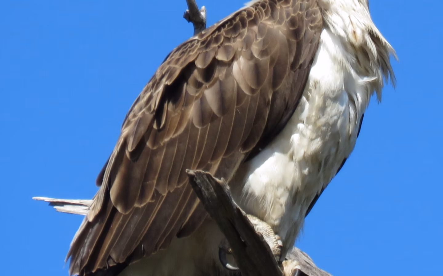 Eastern Osprey showing large brown-and-white fishing raptor with dark eye-stripe, white crown and long angled wings