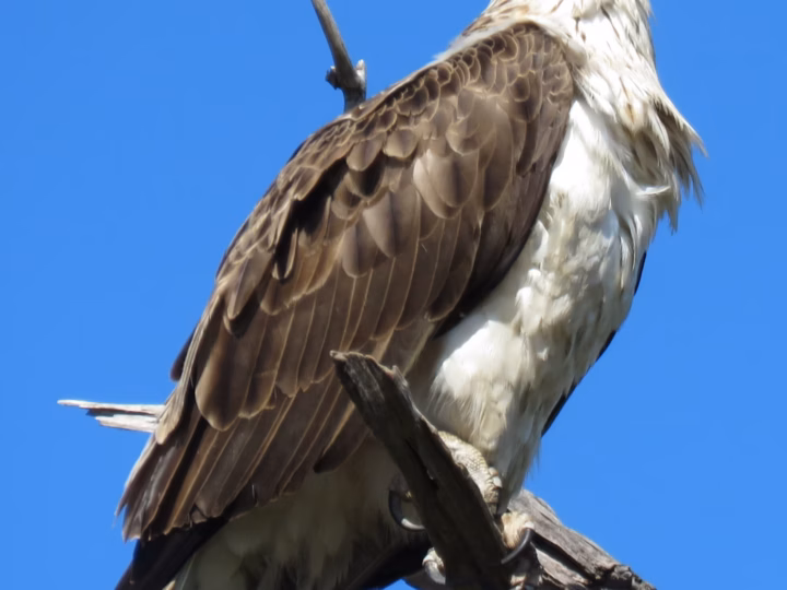 Eastern Osprey showing large brown-and-white fishing raptor with dark eye-stripe, white crown and long angled wings
