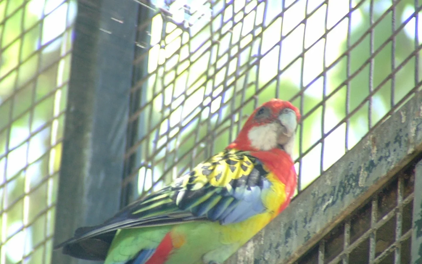 Eastern Rosella with red head, white cheeks, yellow breast and patterned wings