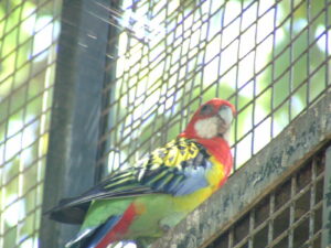 Eastern Rosella with red head, white cheeks, yellow breast and patterned wings
