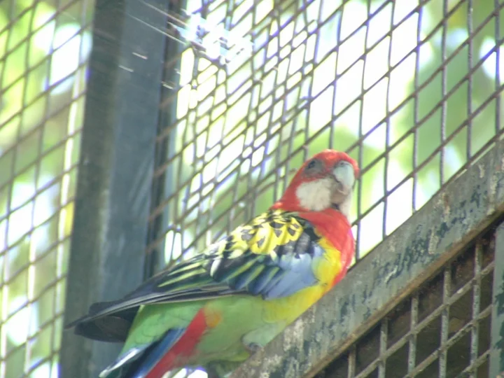 Eastern Rosella with red head, white cheeks, yellow breast and patterned wings