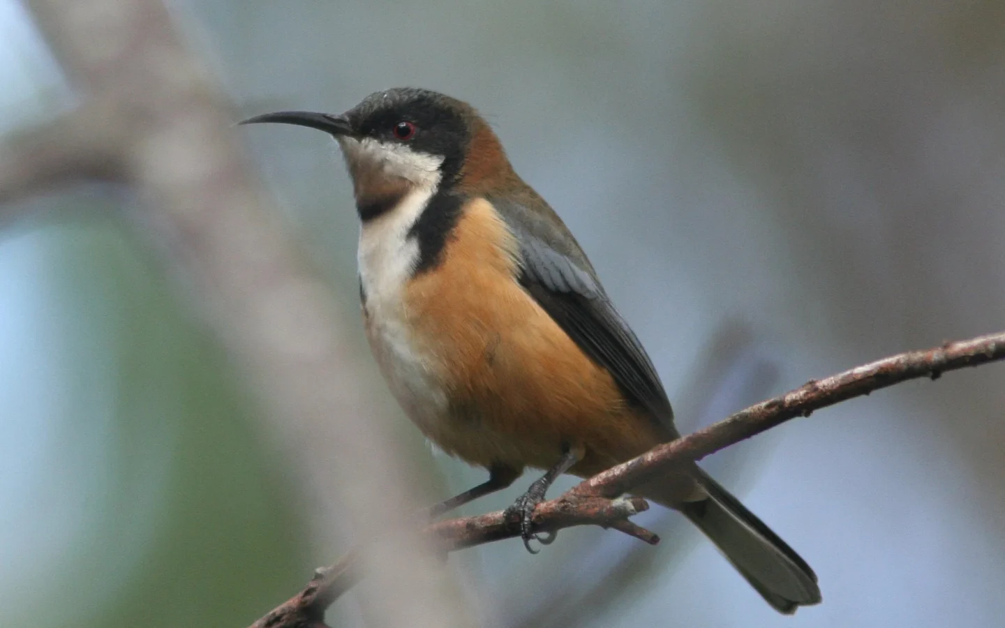 Eastern Spinebill in Australia