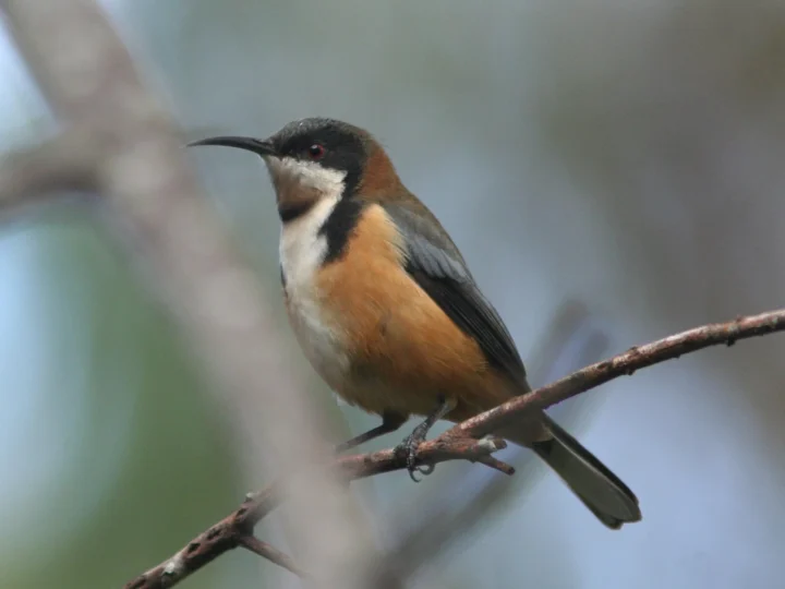 Eastern Spinebill in Australia
