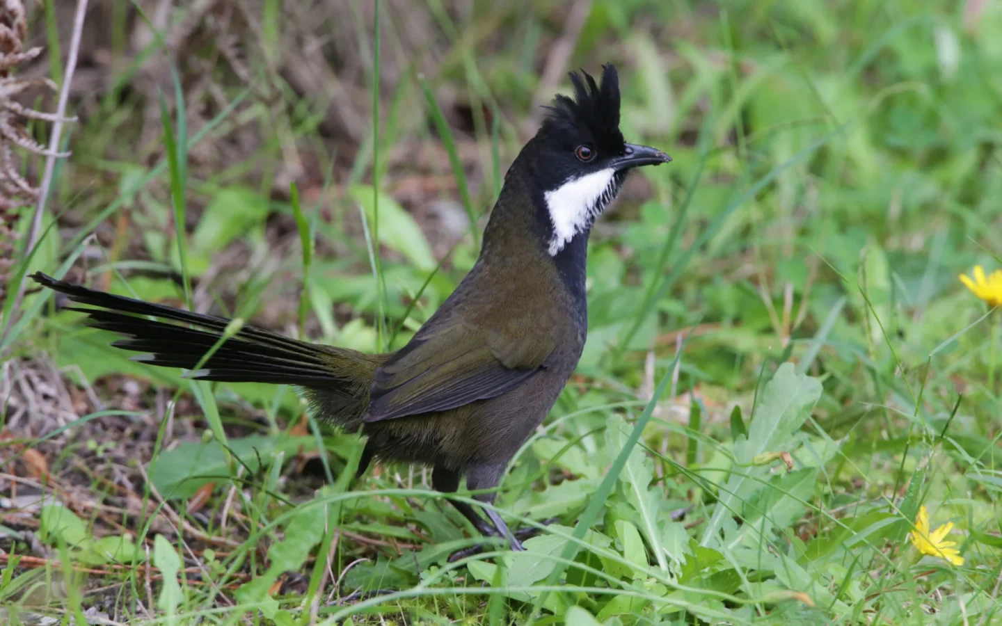 Eastern Whipbird in Australia showing key identifying features