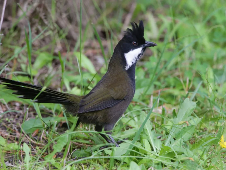 Eastern Whipbird in Australia showing key identifying features