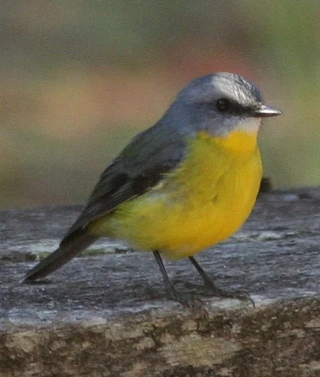 Eastern Yellow Robin in Australia