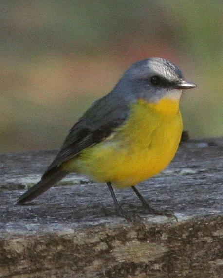 Eastern Yellow Robin in Australia