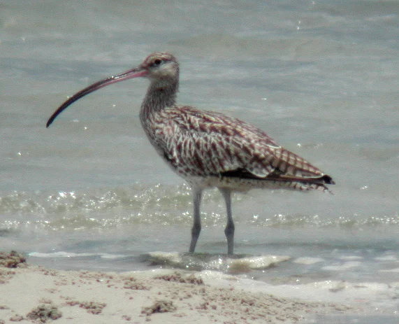 Eastern Curlew showing key identification features