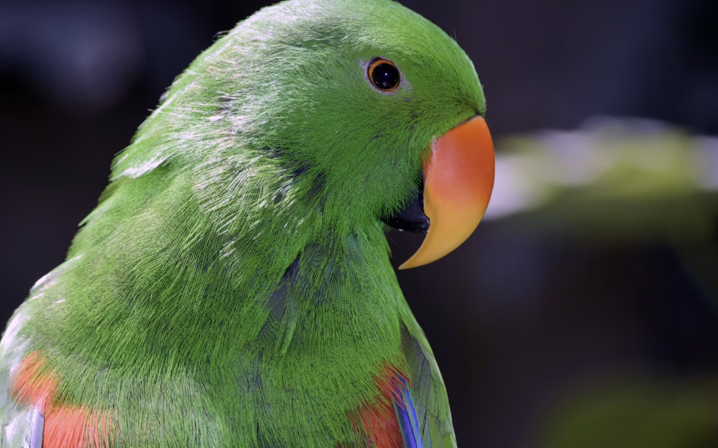 Eclectus Parrot in Australia showing key identification features