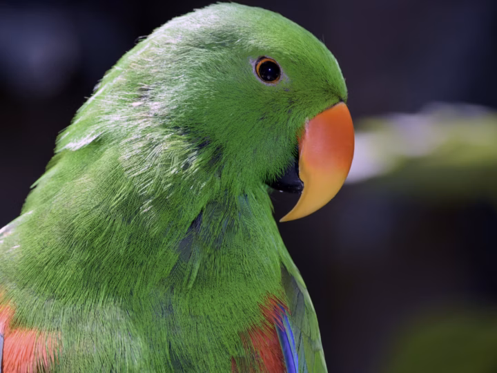 Eclectus Parrot in Australia showing key identification features