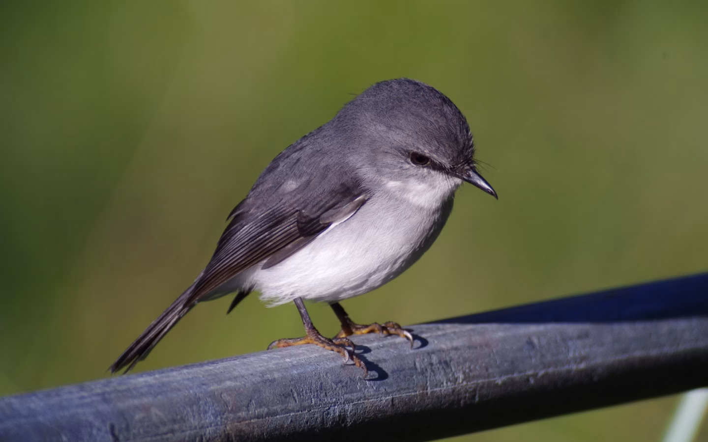 White-breasted Robin in Australia showing key identification features: a compact robin with grey upperparts, a clean white breast and belly and an upright, alert posture in shaded forest understorey.