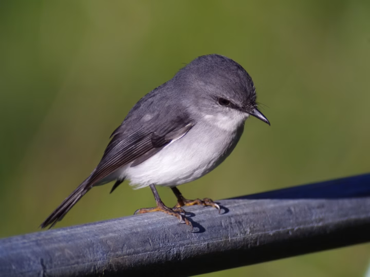 White-breasted Robin in Australia showing key identification features: a compact robin with grey upperparts, a clean white breast and belly and an upright, alert posture in shaded forest understorey.