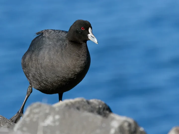 Eurasian Coot in Australia
