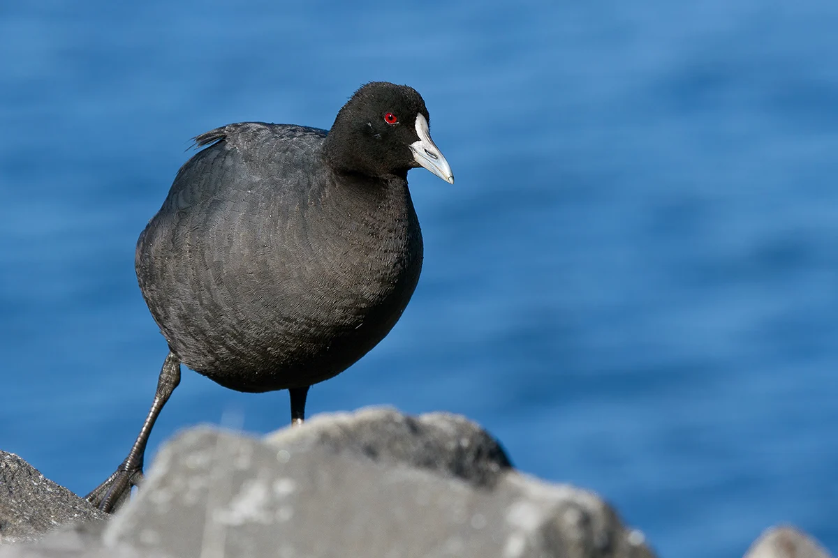 Eurasian Coot in Australia