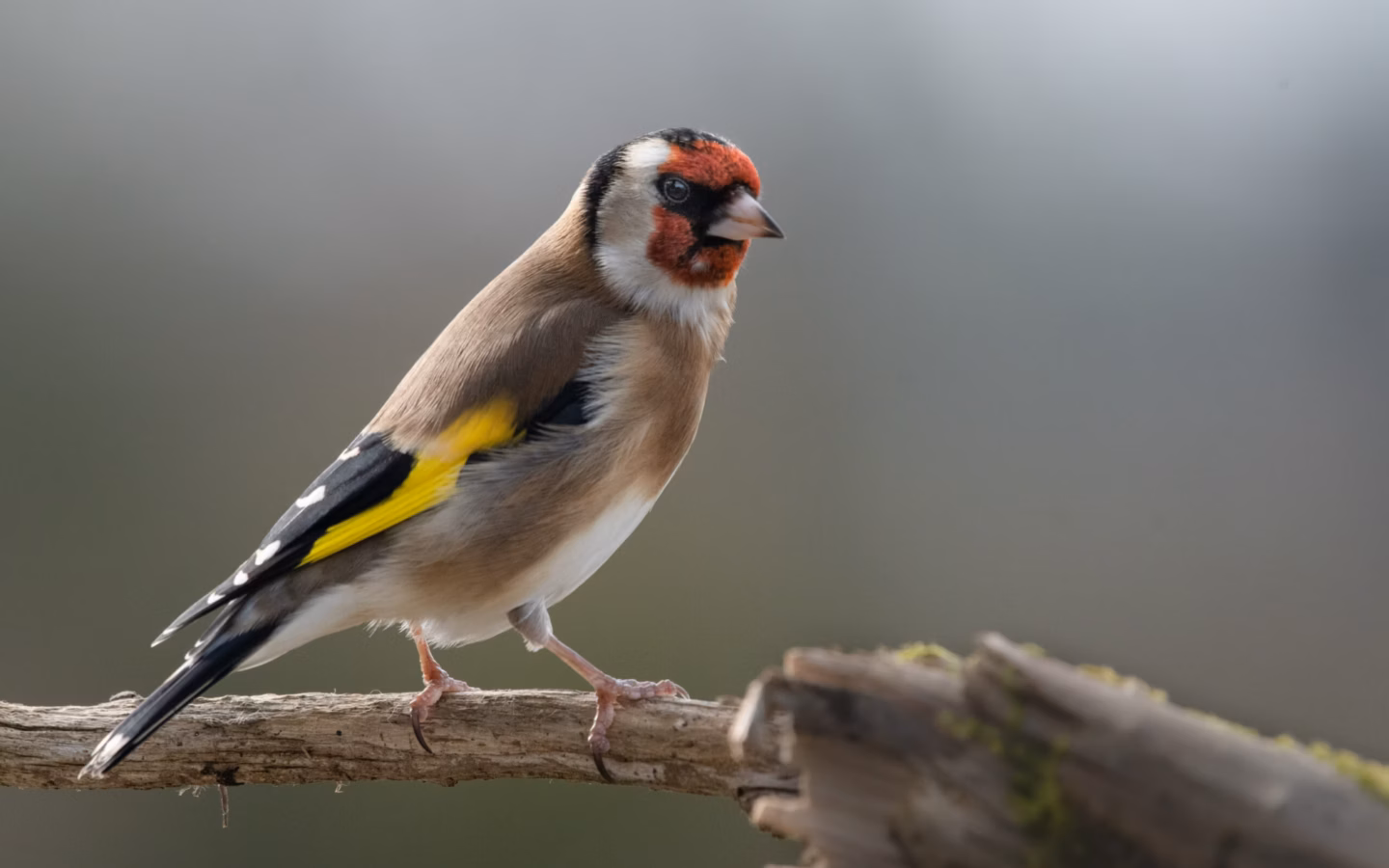 European Goldfinch showing red face, black-and-white head and bright yellow wing bar