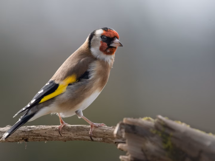 European Goldfinch showing red face, black-and-white head and bright yellow wing bar