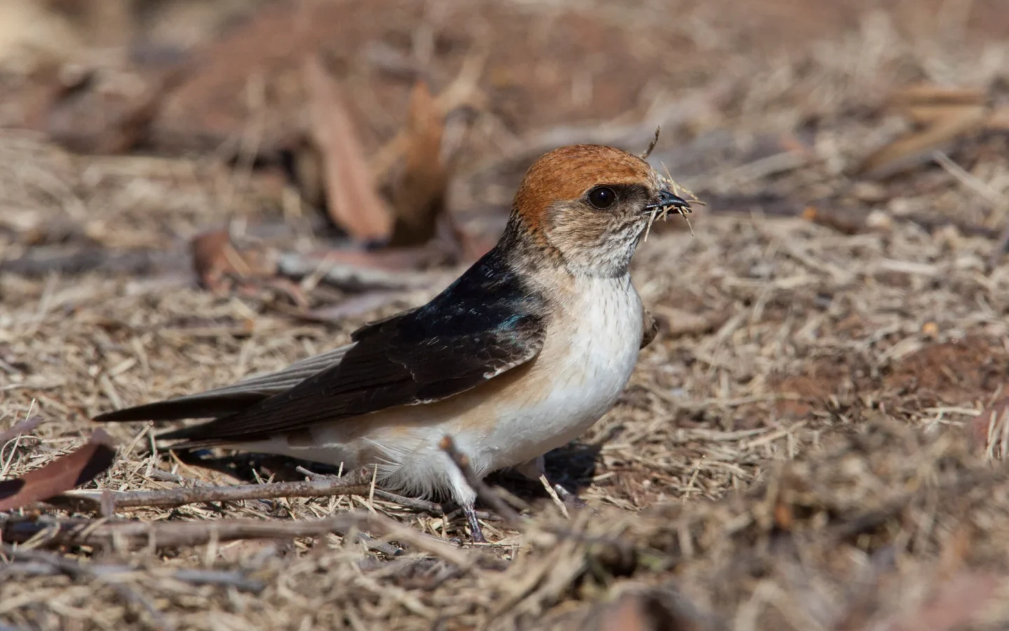 Fairy Martin in Australia showing key identifying features
