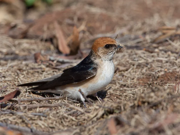 Fairy Martin in Australia showing key identifying features