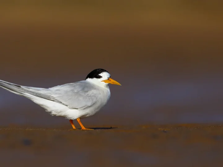 Fairy Tern showing key identification features