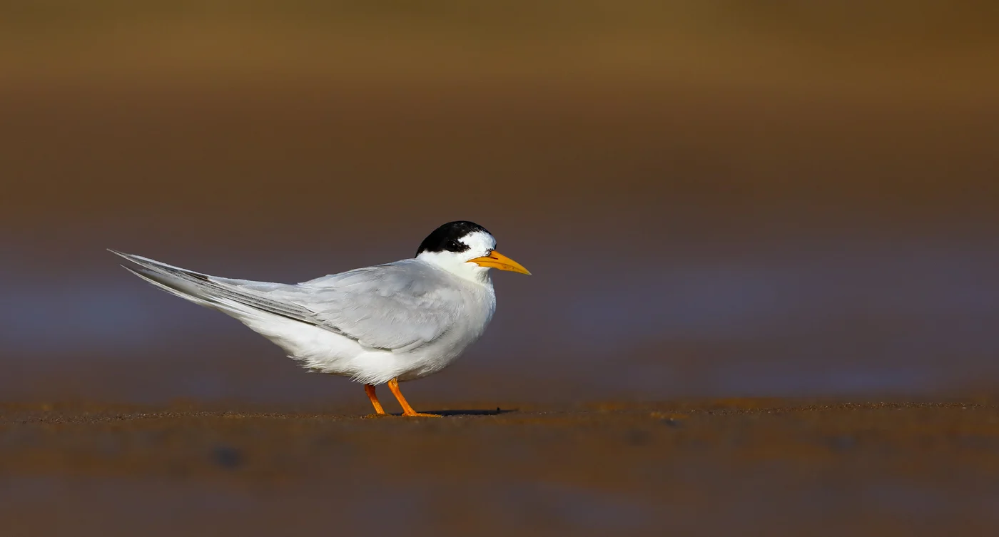 Fairy Tern showing key identification features